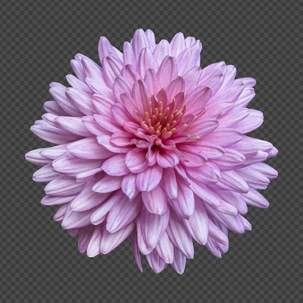 PSD rosa chrysantheme blume isolierte wiedergabe