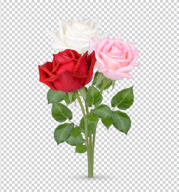 Rosa com gotas isoladas psd premium