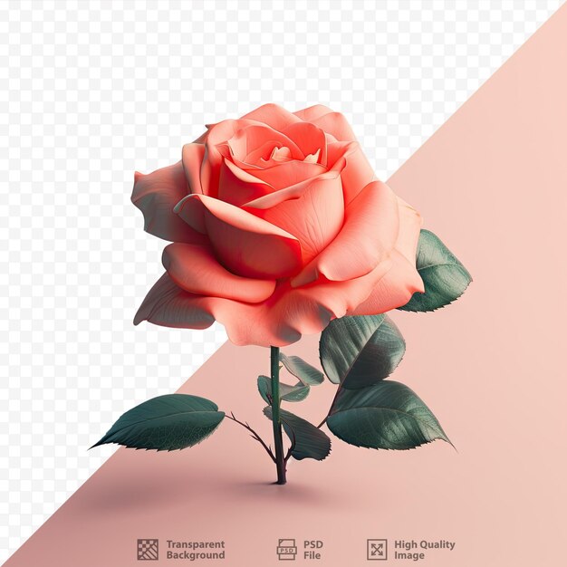 PSD rosa de cor coral contra fundo transparente