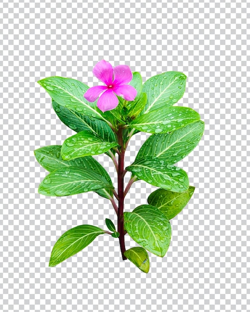 PSD rosa flor en gota de lluvia verde hoja árbol rama png flor rosa verde naturaleza planta follaje eco