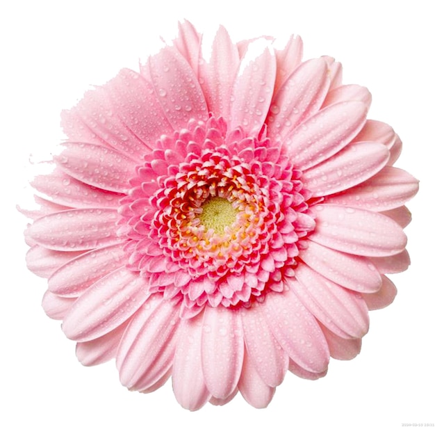 PSD rosa gerbera-blumen rose-gerbera-bummen arrangierungsblumen magenta png