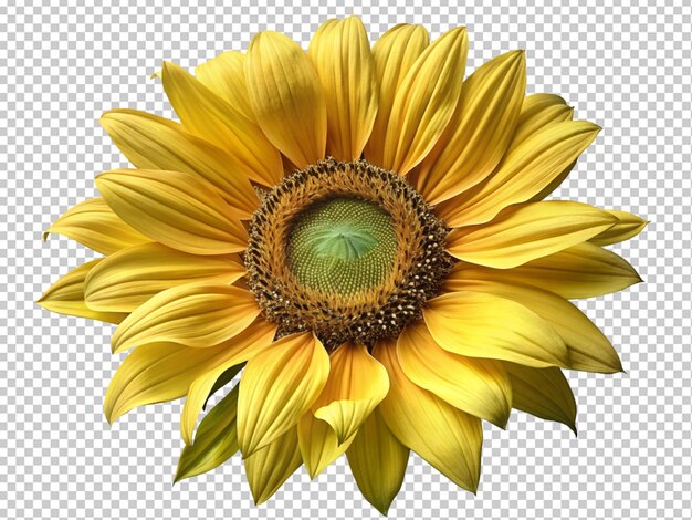 PSD la rosa de girasol