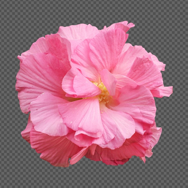 Rosa Hibiscus mutabilis-Blume isoliertes Rendering