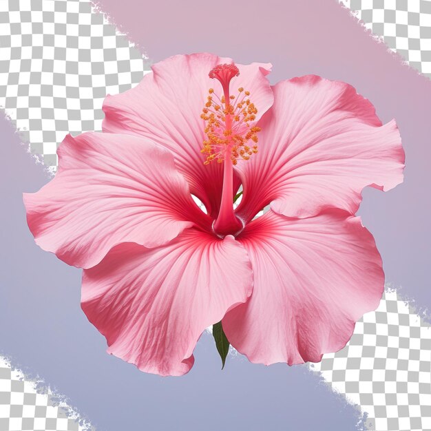 PSD rosa hibiskusblüte