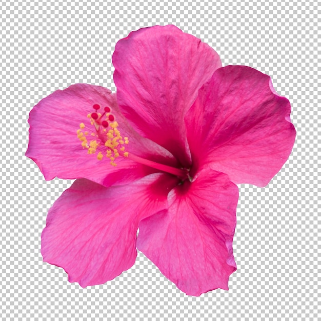 PSD rosa hibiskusblüten isolierte wiedergabe