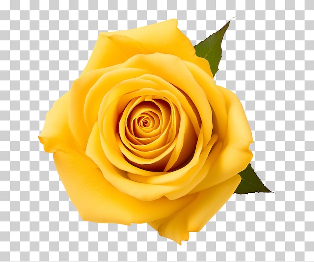 Rosa isolada em fundo transparente png psd