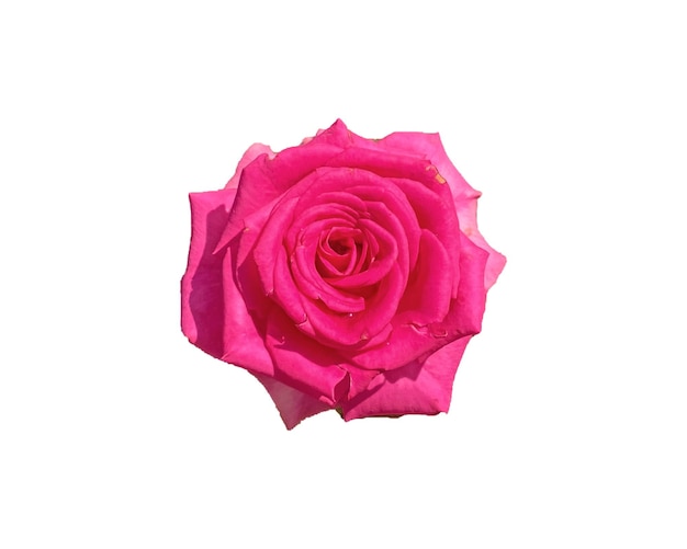 rosa isolata su sfondo bianco