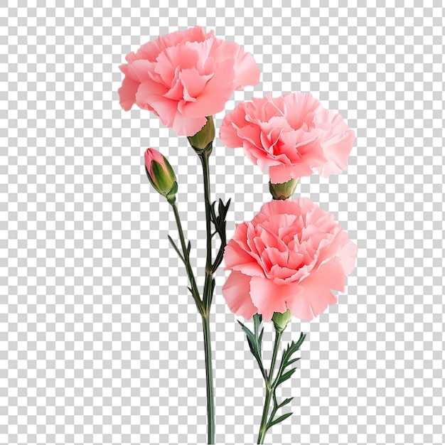 Rosa Nelken auf durchsichtigem Hintergrund