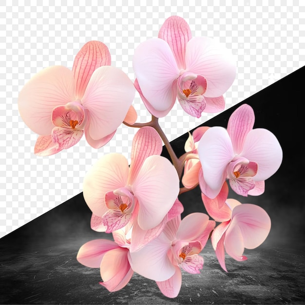 rosa Orchideen mit schwarzem Hintergrund und einem schwarz-weißen Quadrat