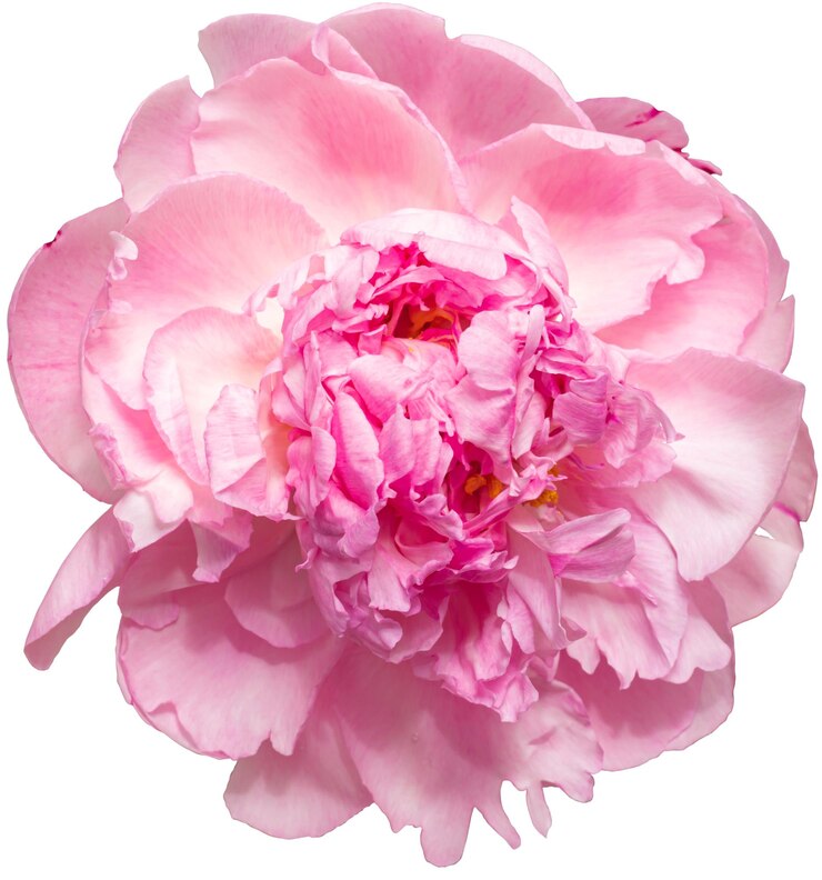 PSD rosa pfingstrosenblume