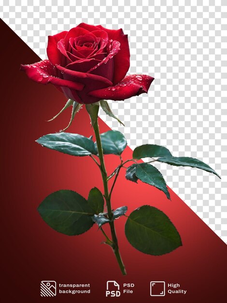 Una rosa roja en un fondo transparente