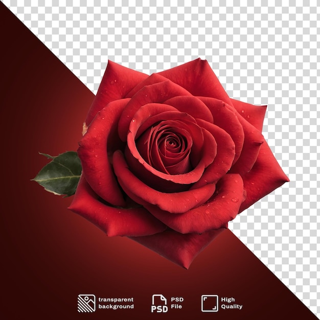 PSD una rosa roja en un fondo transparente