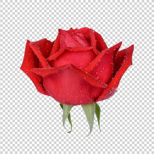 Rosa roja con gotas de agua aisladas psd premium