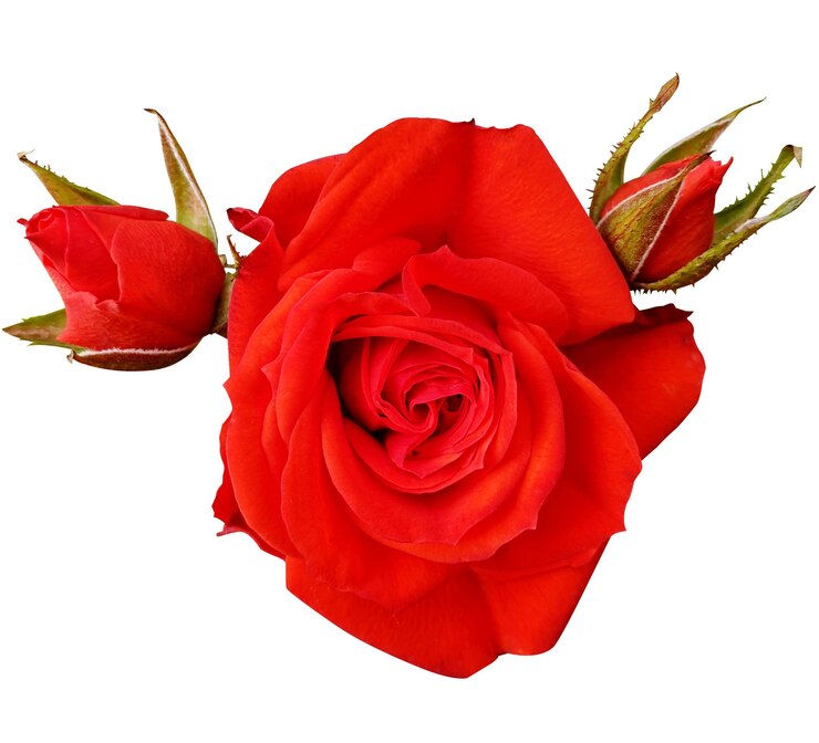 PSD una rosa roja vibrante en plena floración con dos brotes laterales