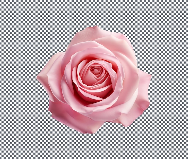 Rosa rosa aislada sobre fondo transparente