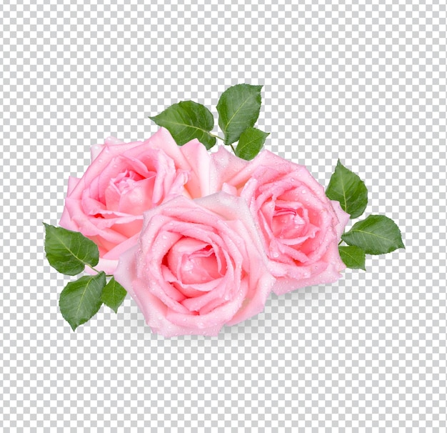 Rosa rosa com gotas isoladas psd premium