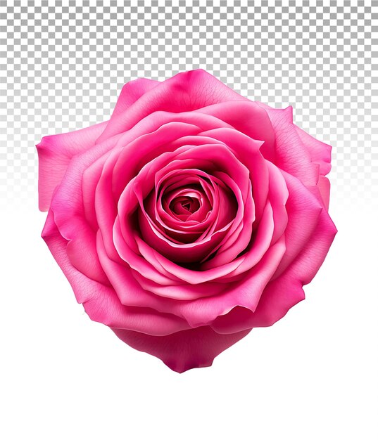 Rosa rosa desobstruída