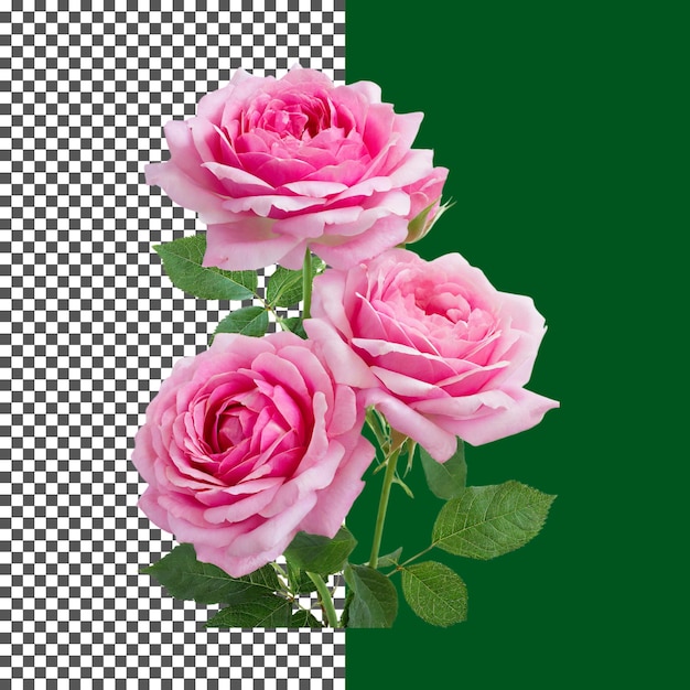 una rosa rosa fresco arreglo de rosas rosas para diseño floral en fondo transparente png psd