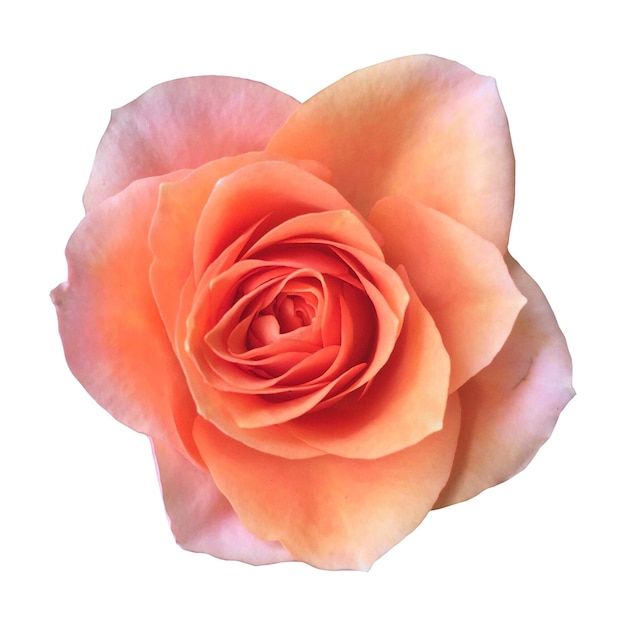 Rosa rosa isolata senza sfondo