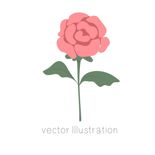 Rosa rosa