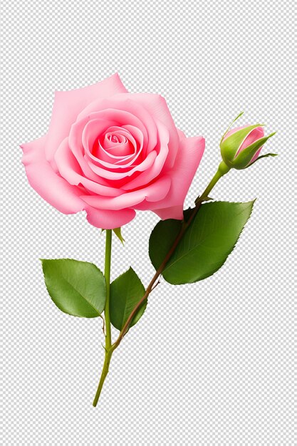 PSD una rosa rosada en blanco