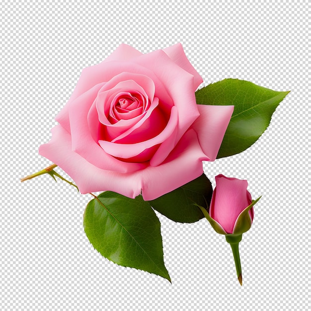 PSD una rosa rosada en blanco