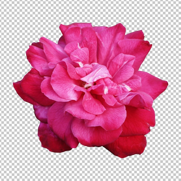 Rosa Rose Blume isolierte Wiedergabe