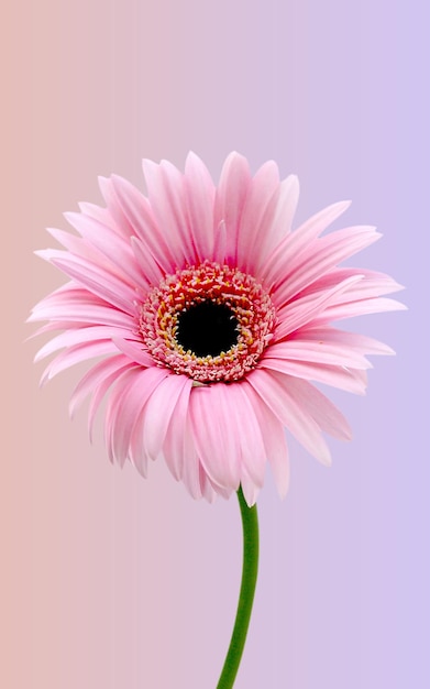 PSD rosa schönheitsblume auf hellrosa hintergrund
