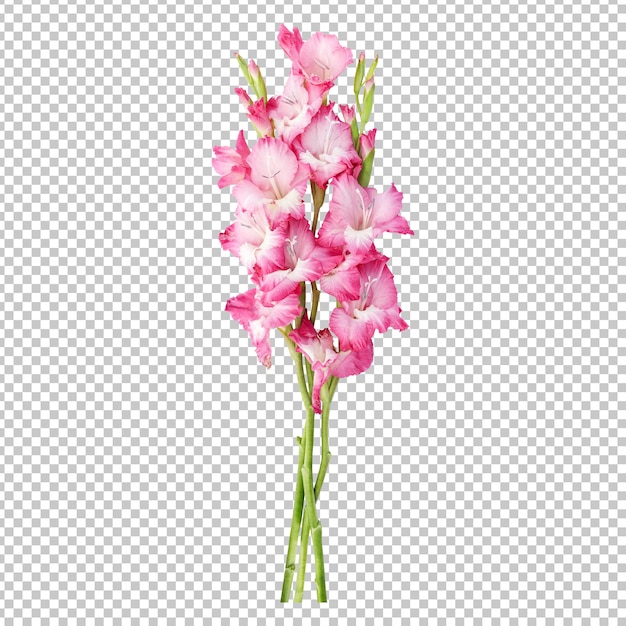 PSD rosafarbene gladiolenblütenstiele isoliertes rendering