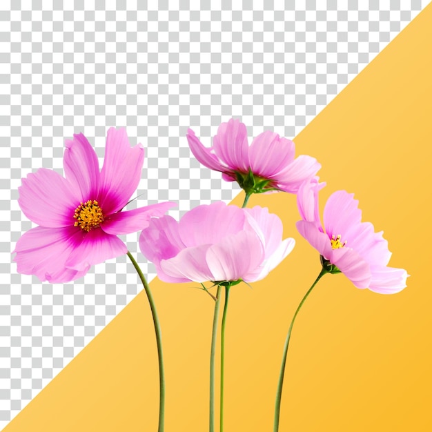 Rosafarbene Kosmosblumen