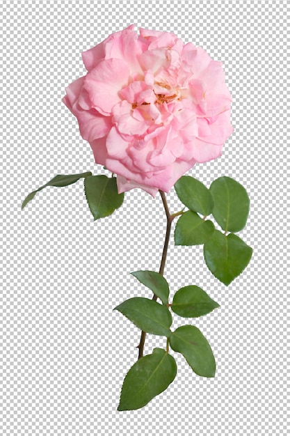 Rosarosenblumen auf transparentem
