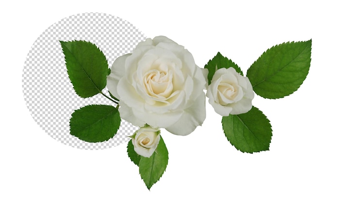 PSD rosas blancas sobre fondo transparente