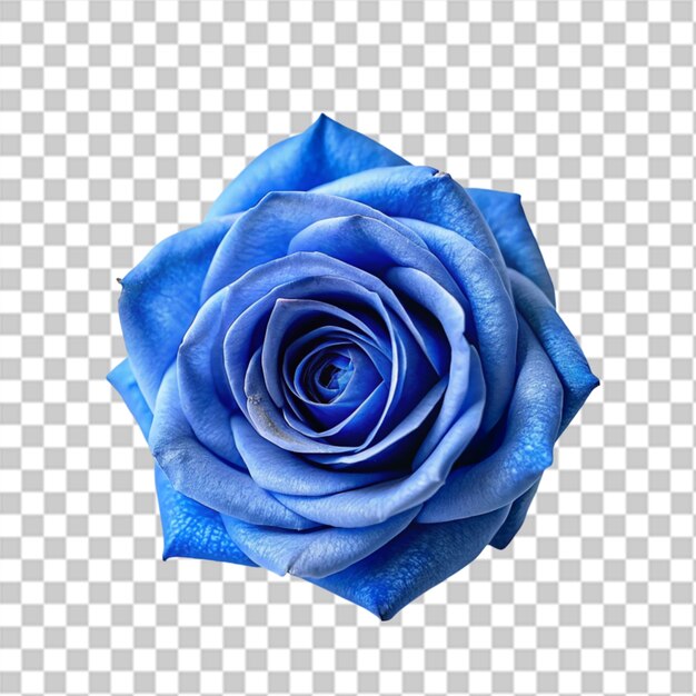 PSD rosas lue en alta resolución con muchas perspectivas