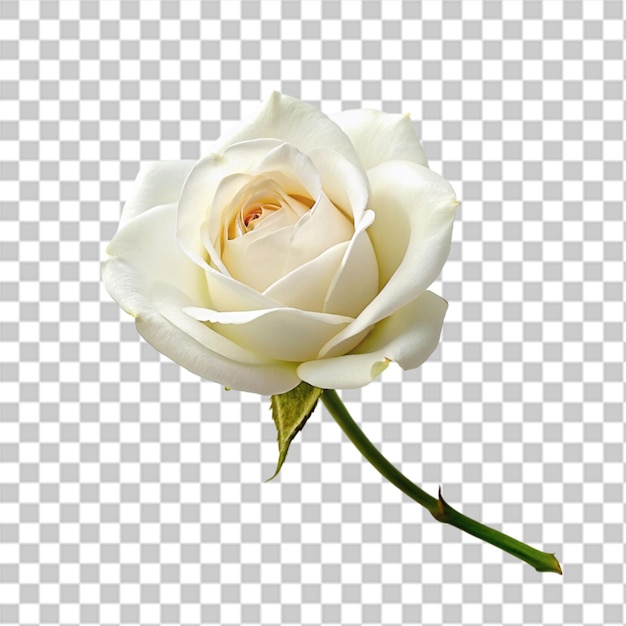 PSD une rose blanche isolée sur un fond transparent