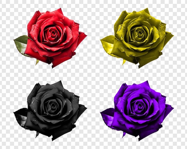 PSD rose blume 4 farben psd png jpg isoliert auf durchsichtigem hintergrund