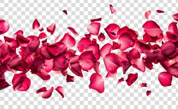 PSD une rose éclaboussée isolée sur un fond transparent png