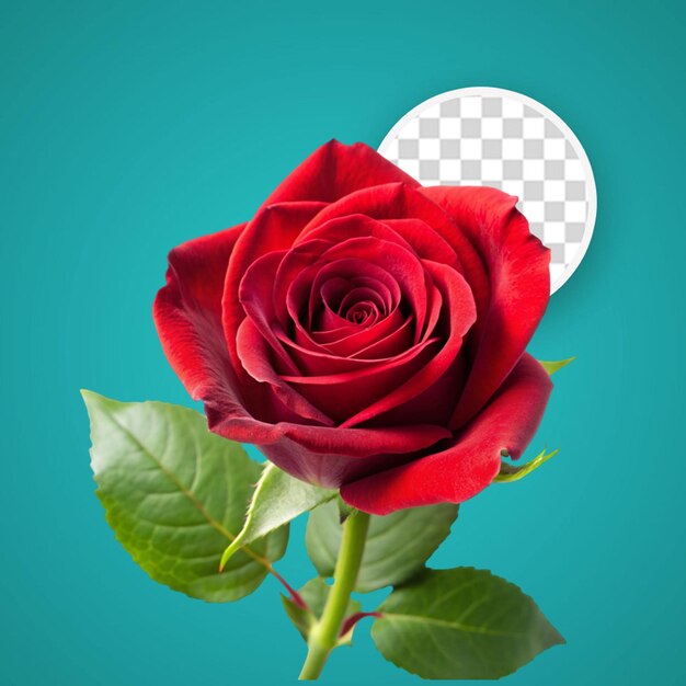 PSD rose flower and bouquet png isolated on transparent background