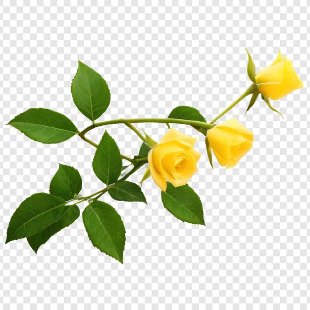 PSD une rose jaune isolée sur un fond transparent