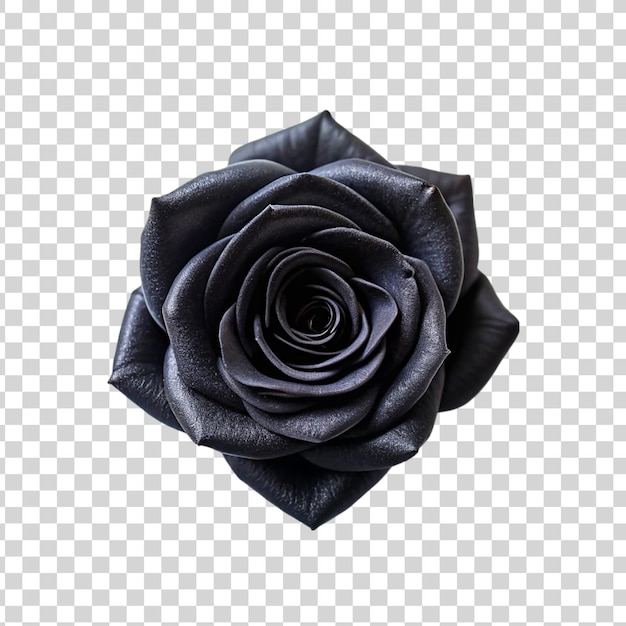 PSD une rose noire isolée sur un fond transparent