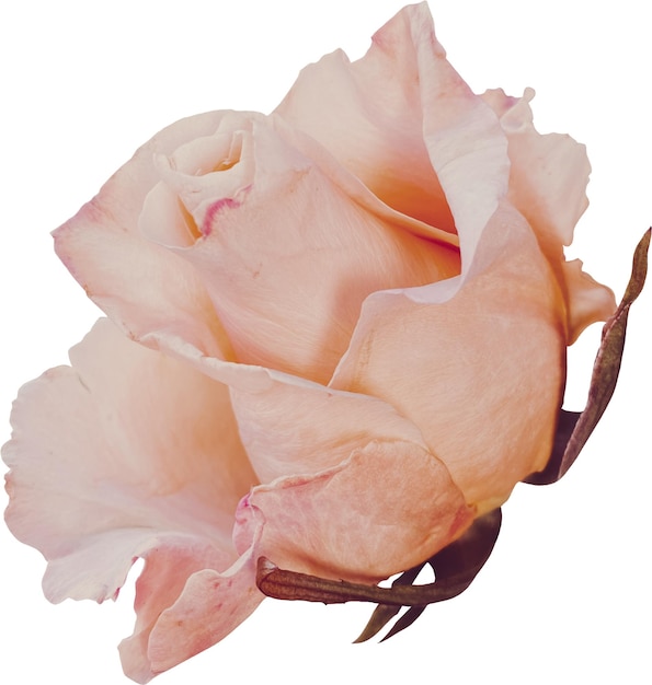 La rose de pêche en gros plan