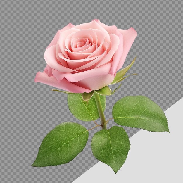 PSD rose png isolé sur un fond transparent