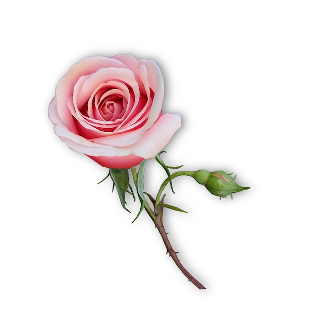 Une rose rose fraîche
