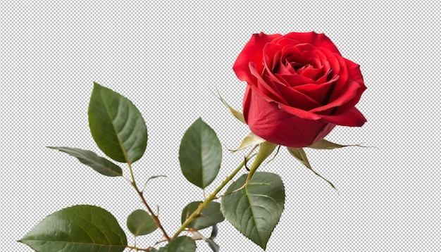 La rose rouge fleurit dans une beauté radieuse