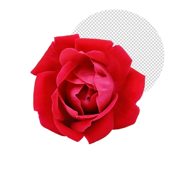 Rose rouge sur fond transparent