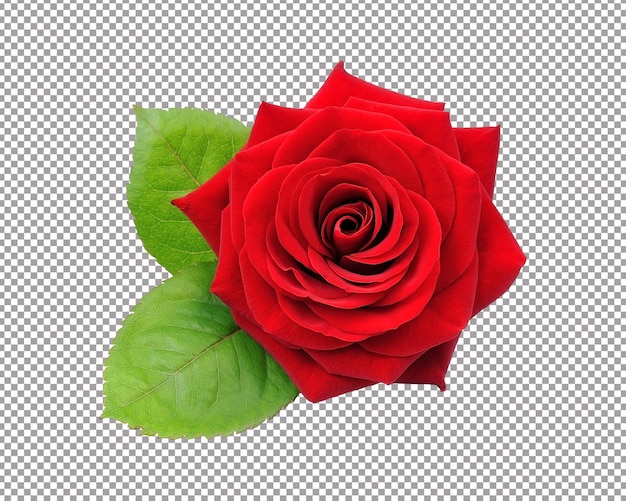 PSD une rose rouge isolée sur fond blanc