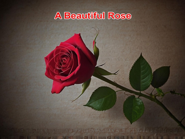 PSD une rose rouge avec les mots belle rose dessus
