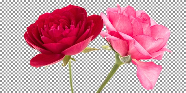 PSD rose rouge et rose fraîche avec une tige verte sur fond transparent