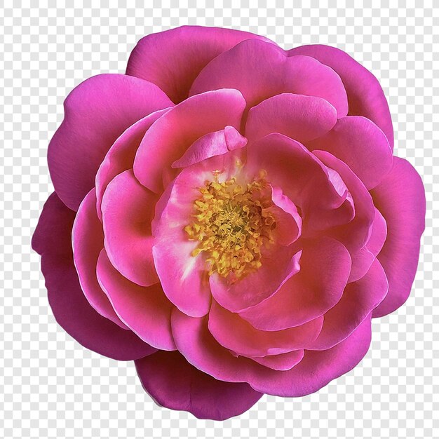 PSD roseblume png isoliert auf durchsichtigem hintergrund