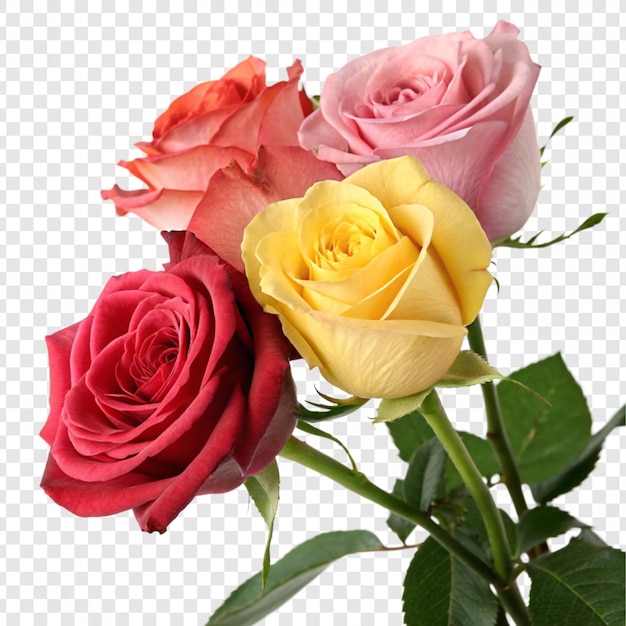 Roseblume png isoliert auf durchsichtigem Hintergrund