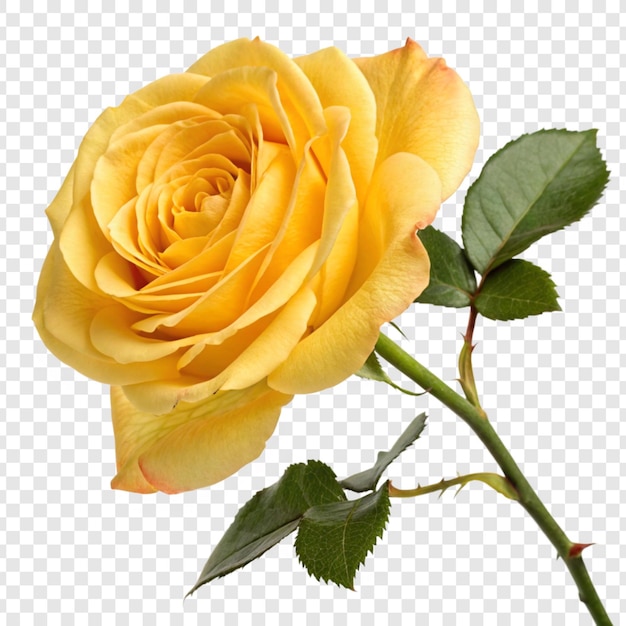 Roseblume png isoliert auf durchsichtigem Hintergrund